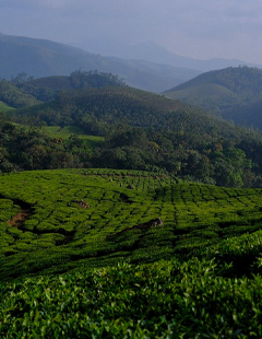 munnar-destinations