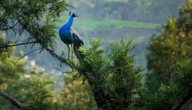 Kerala Backwater Tour