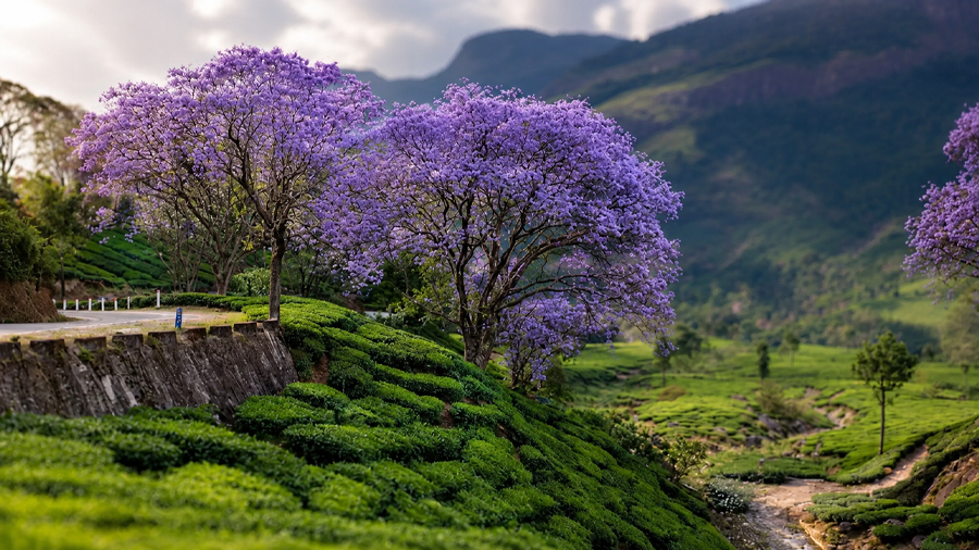 Munnar Alleppey Package