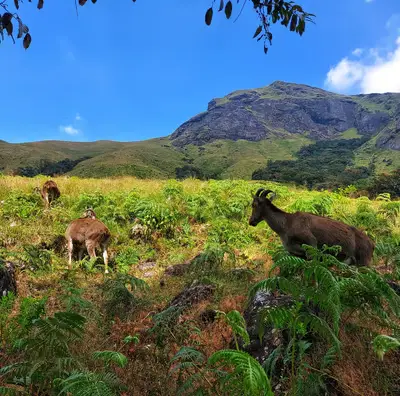 Eravikulam National Park