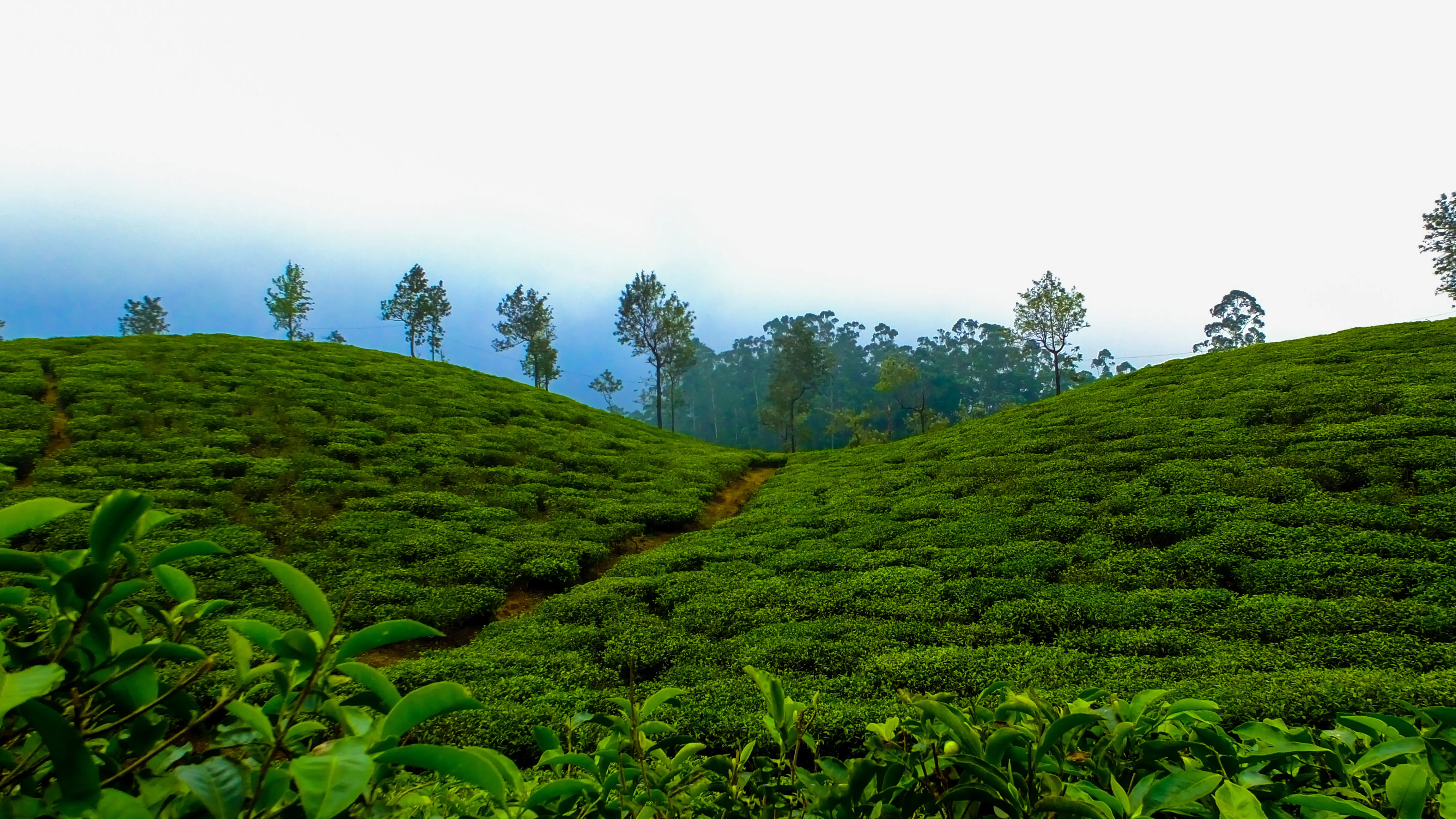 Tea plantations Munnar