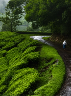 Munnar