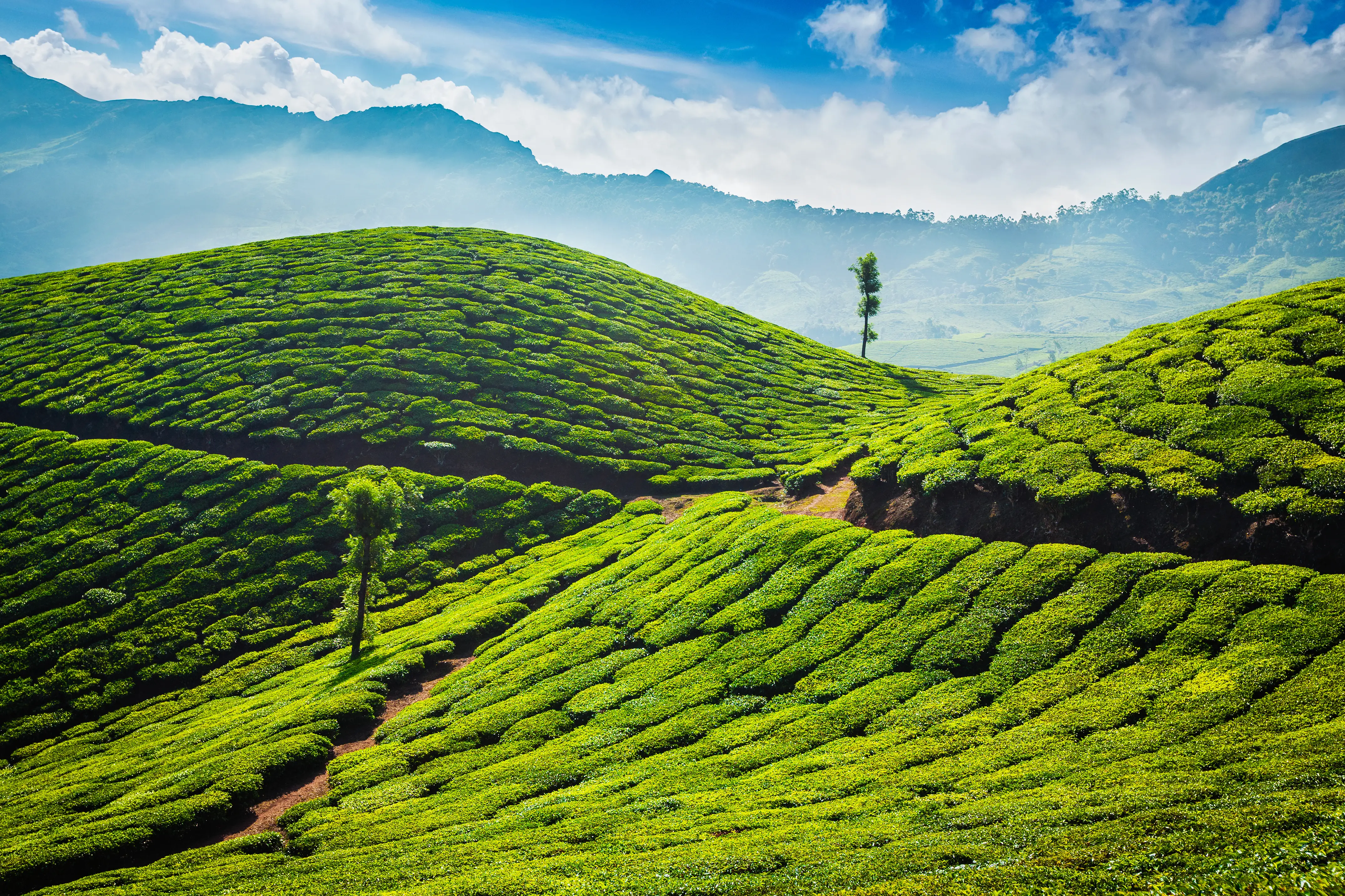 Munnar Tea Plantation
