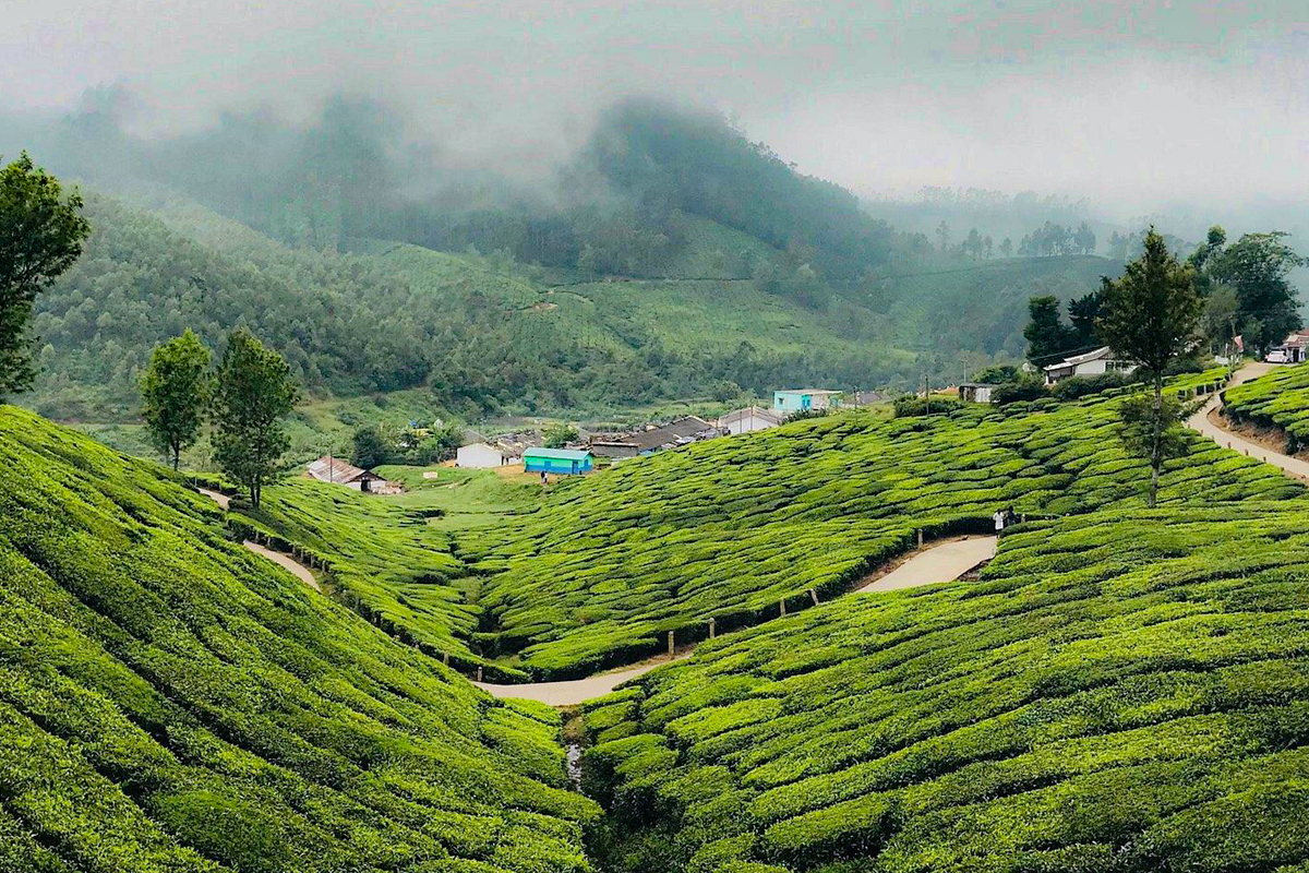 Why Vattavada Is Called Kerala’s Vegetable Basket – A Complete Story