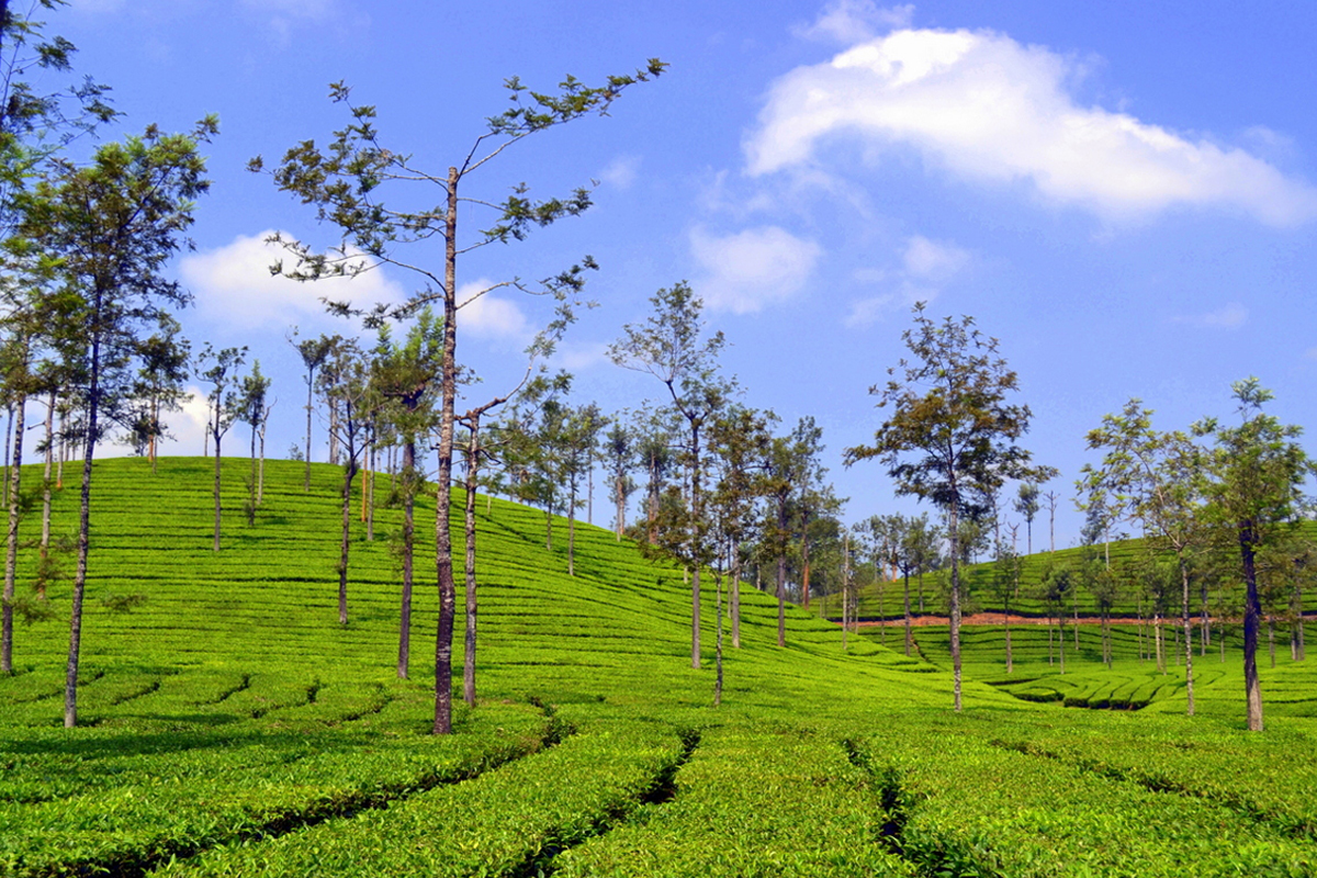 What’s hiding in the mists? Discover the wildlife of Valparai with Dream Holidays