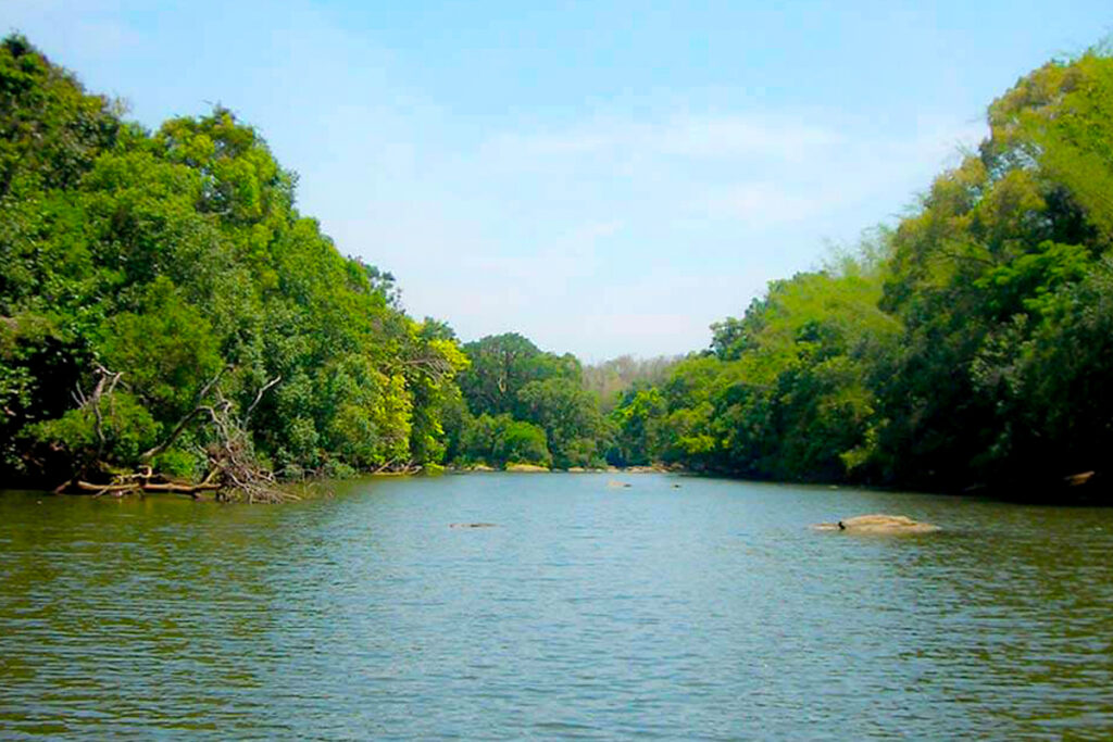 Into the Green: The Vicious Beauty of Kuruva Island