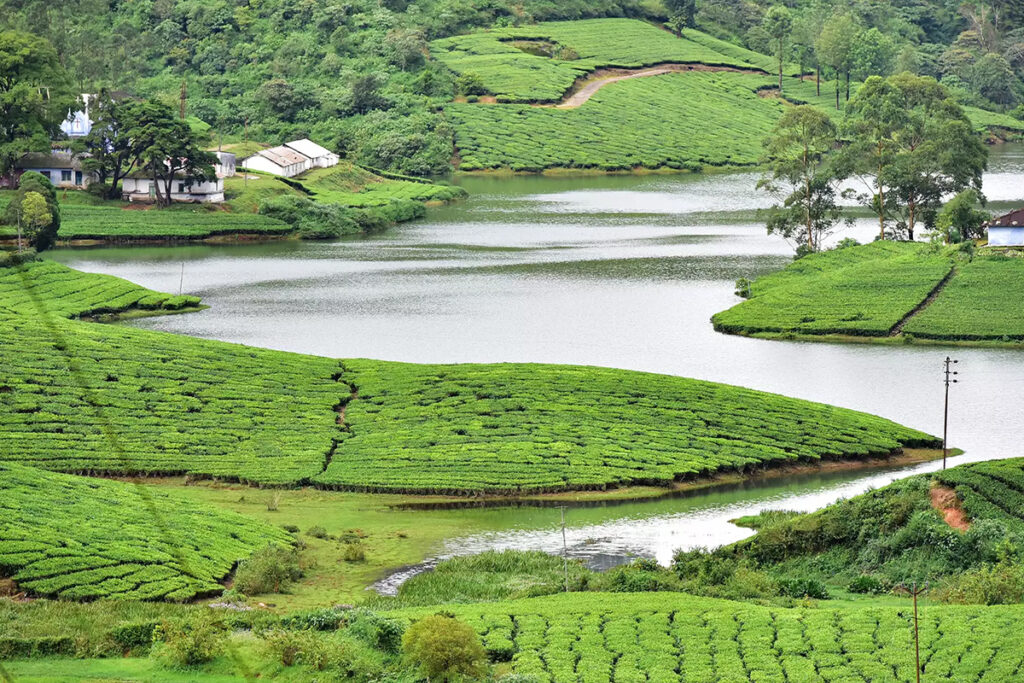 Why Meghamalai is the Next Munnar for Nature Lovers
