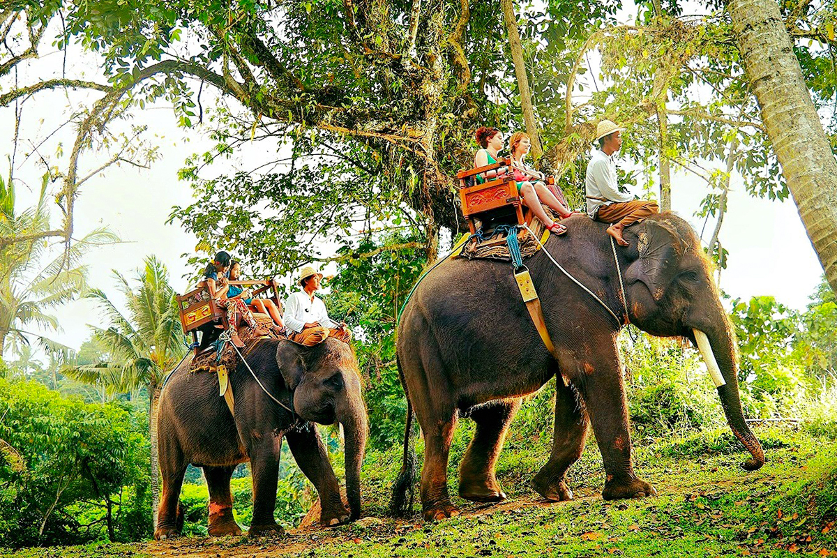 A Complete Guide to Elephant Camp Experiences in Thekkady
